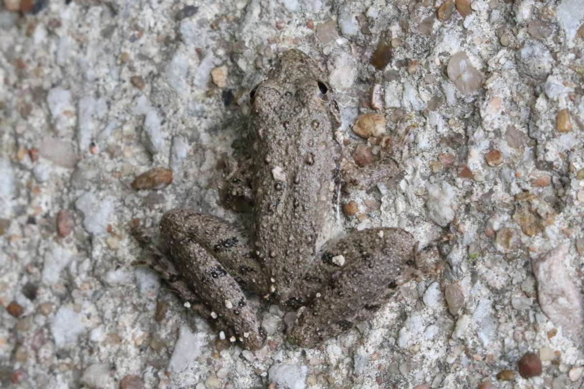 Blanchard's Cricket Frog