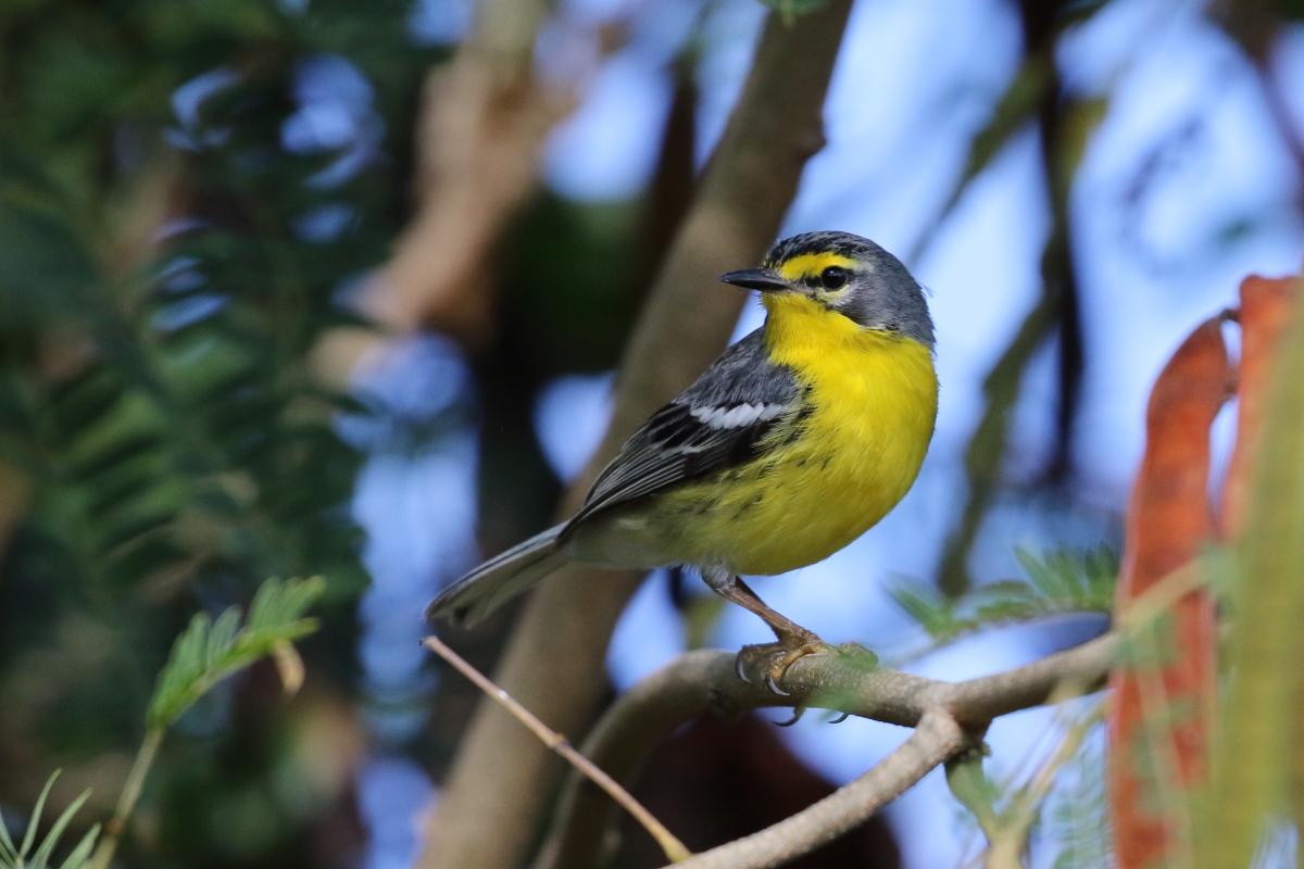 Adelaide's Warbler