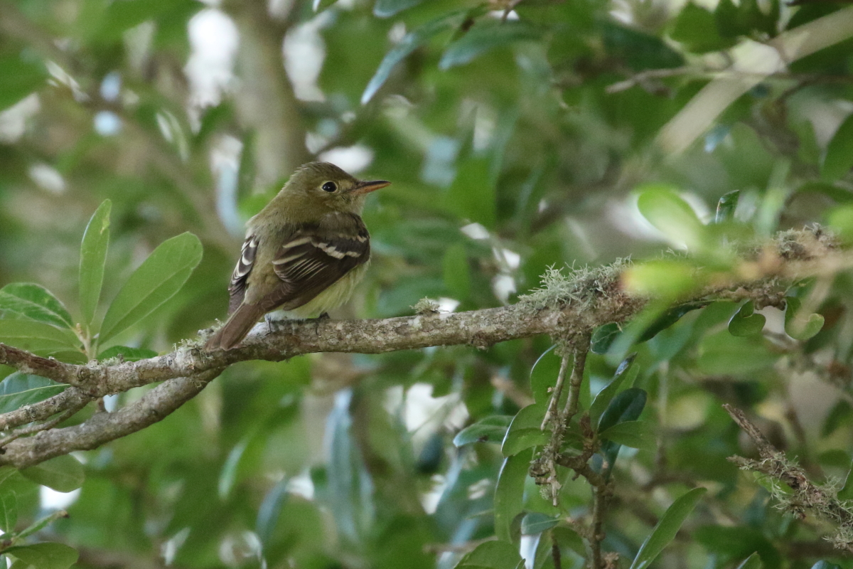 Acadian Flycatcher