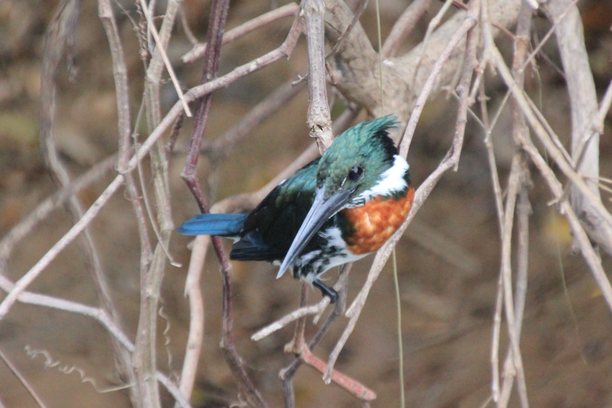 Green Kingfisher