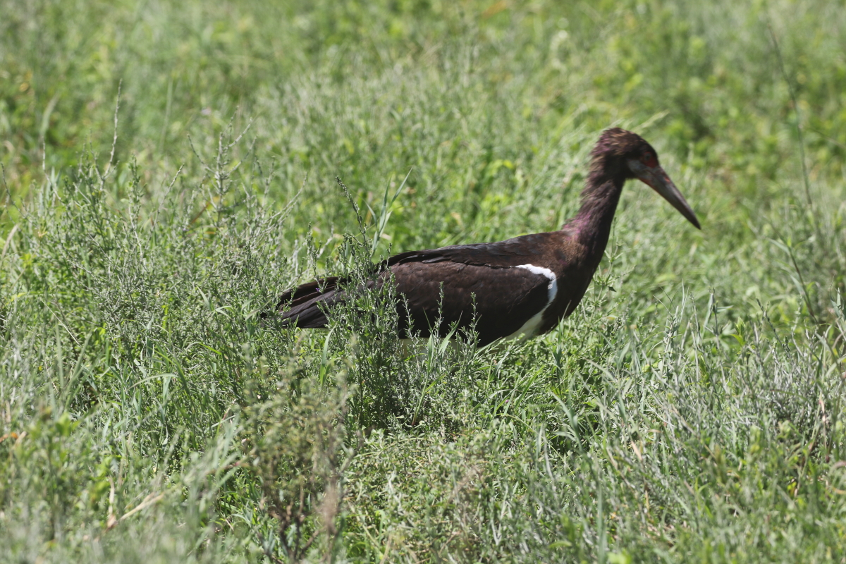 Abdim's Stork