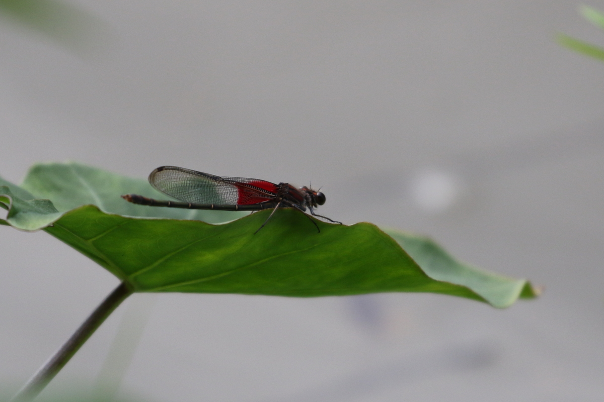 American Rubyspot