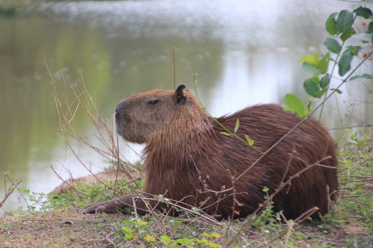 Capybara