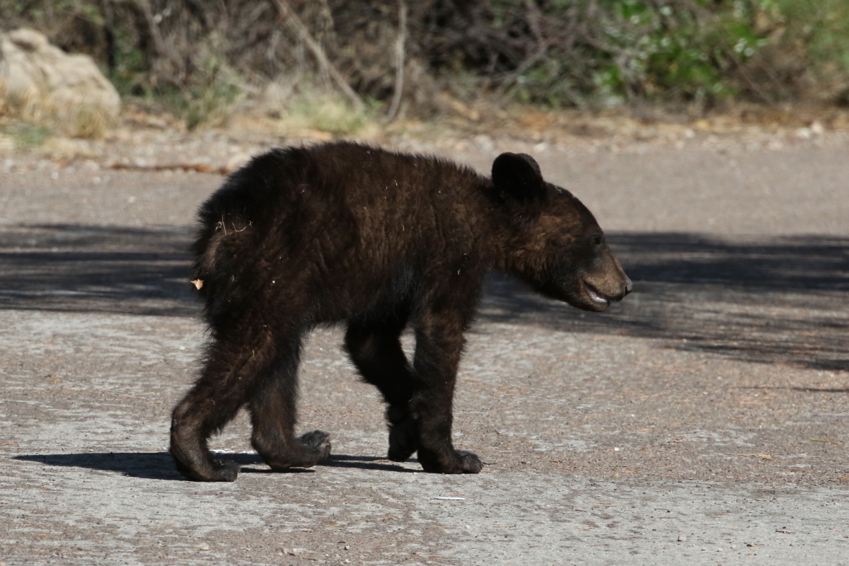 American Black Bear