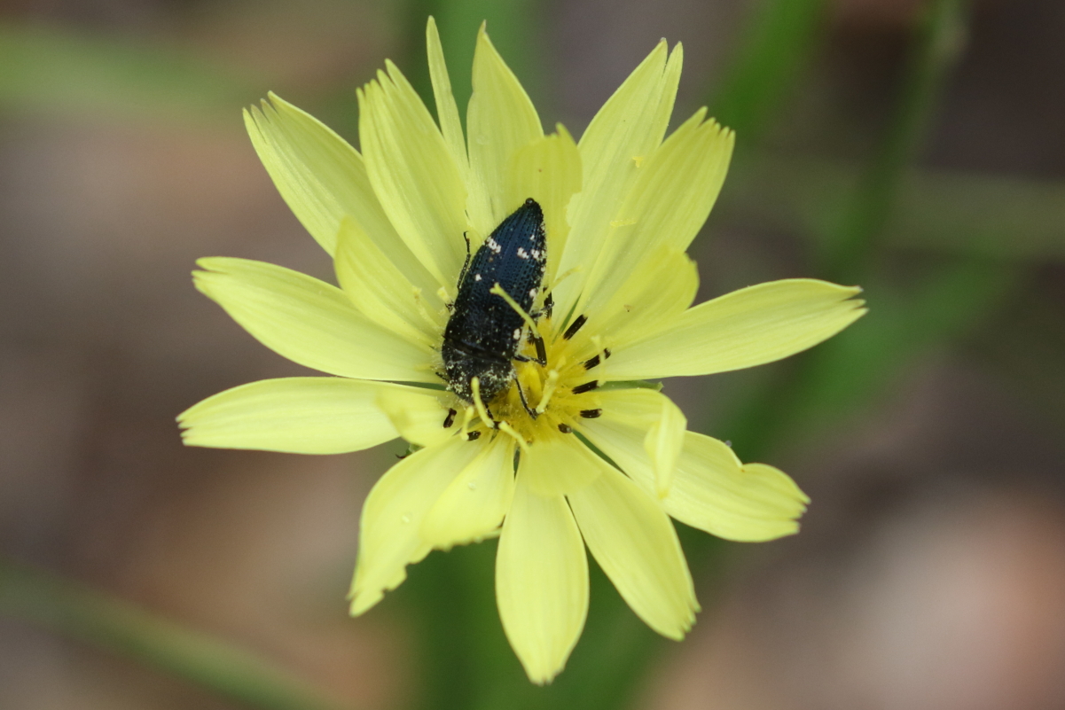 Acmaeodera ornatoides