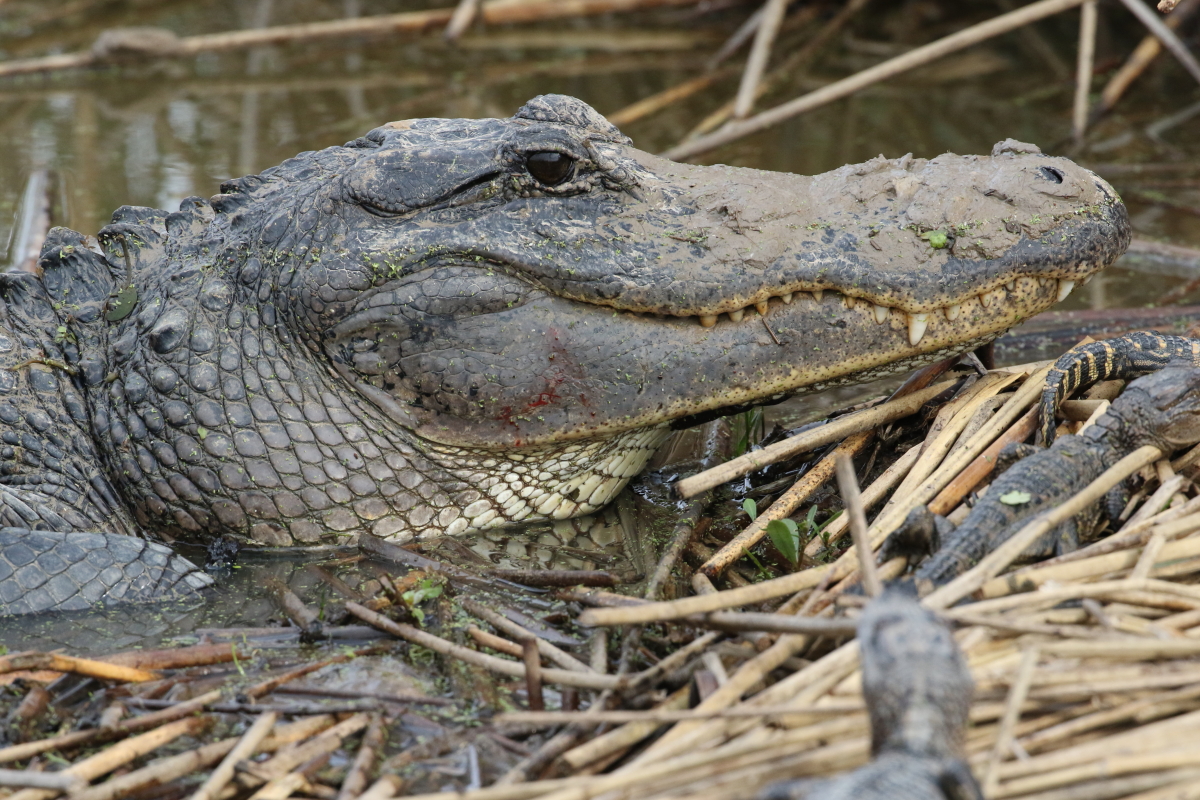 American Alligator